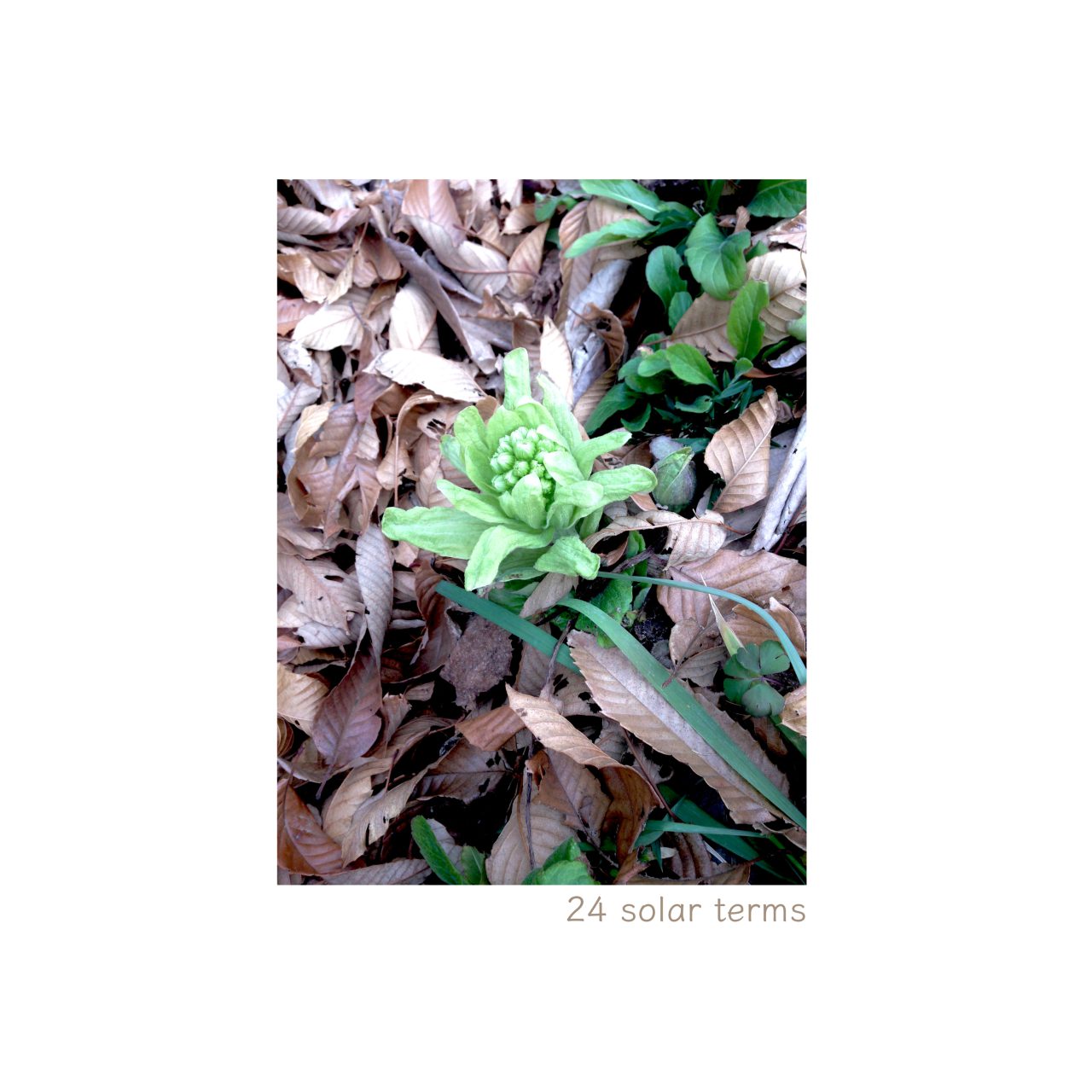 立春　ふきのとう